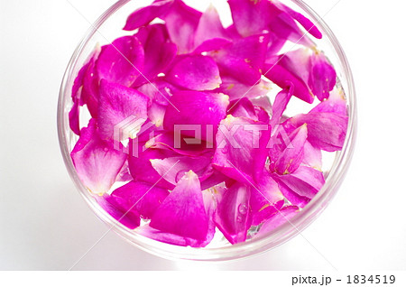 花びら 1834519
