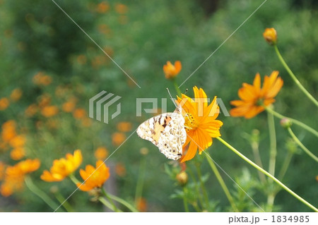 キバナコスモス 1834985