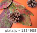 柿の葉と松ぼっくり☆ 1834988