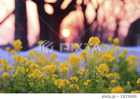 菜の花畑と夕日 1835000