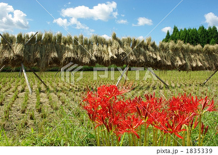 秋の農村風景 1835339