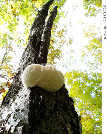 ヤマブシタケ 1835410