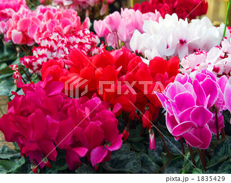 シクラメン 1835429