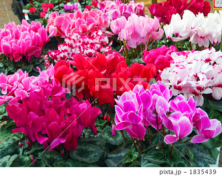 シクラメン シクラメン 1835439