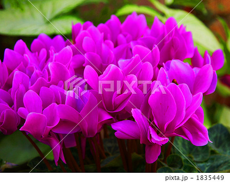 シクラメン 1835449