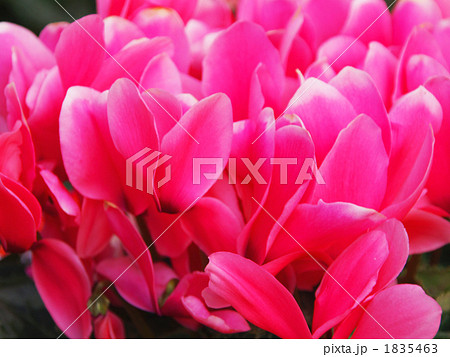 シクラメン 1835463
