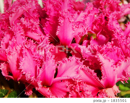 シクラメン 1835501