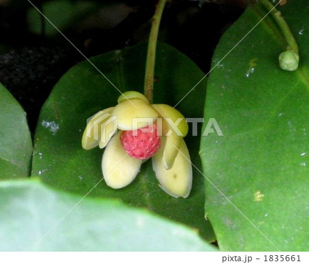 サネカズラの花 1835661