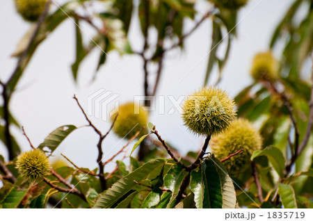 栗の木 1835719