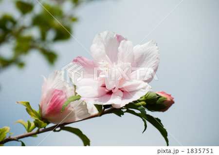 スイフヨウ 1835751