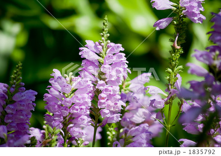 カクトラノオ 1835792