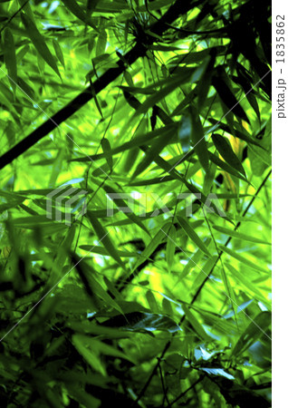 bamboo 1835862