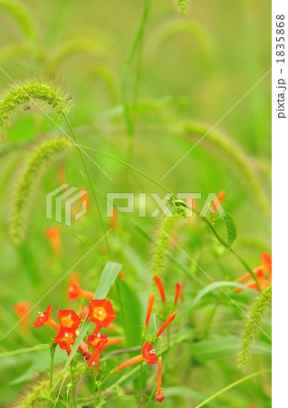 マルバルコウソウとネコジャラシ マルバルコウソウとネコジャラシ 1835868