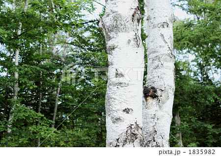 長野県乗鞍高原 白樺の木の写真素材 159