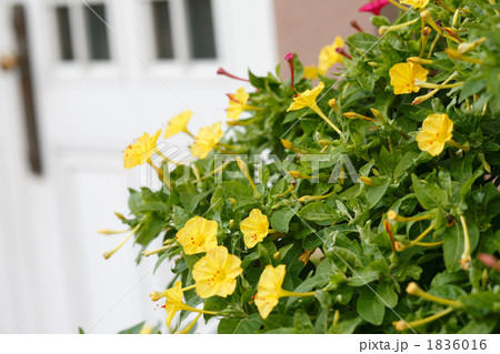黄色いオシロイバナと白い窓 1836016