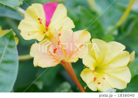 黄色とピンクのオシロイバナ 1836040