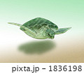 ウミガメ 1836198