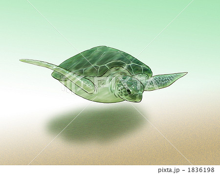ウミガメ 1836198