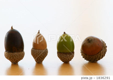 どんぐり 1836291