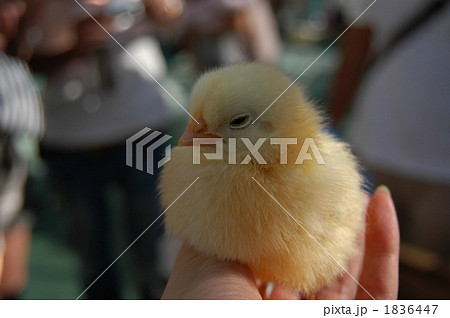 野毛山動物園「なかよし広場」のヒヨコ 1836447