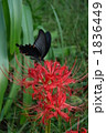 彼岸花と黒アゲハ 1836449