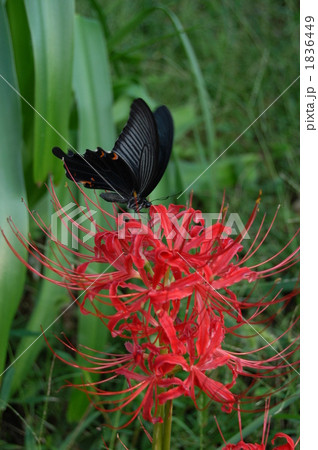 彼岸花と黒アゲハ 1836449