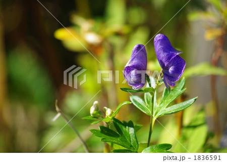 尾瀬のトリカブト 尾瀬のトリカブト 1836591