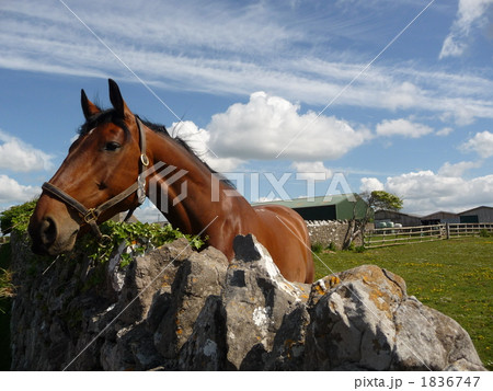 農場の茶色い馬 1836747