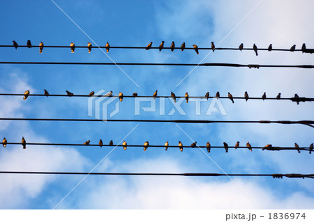 等間隔に並んだスズメ 1836974