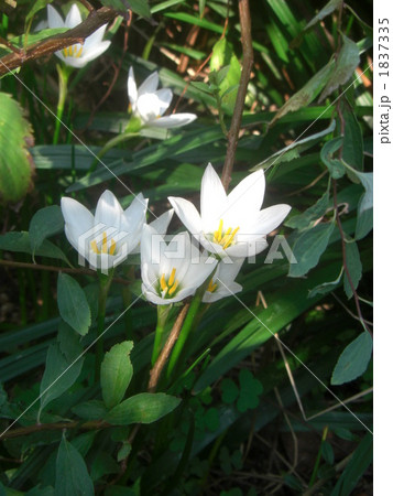 たますだれ 1837335