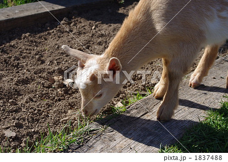 子ヤギが草を食べる 1837488