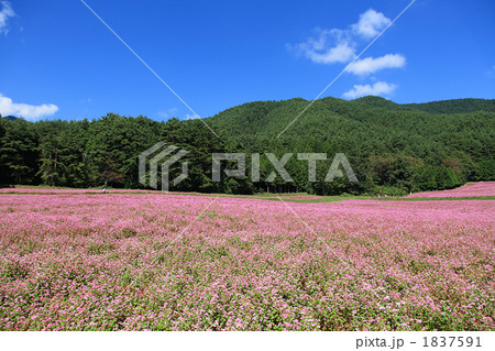 赤そばの里２ 1837591
