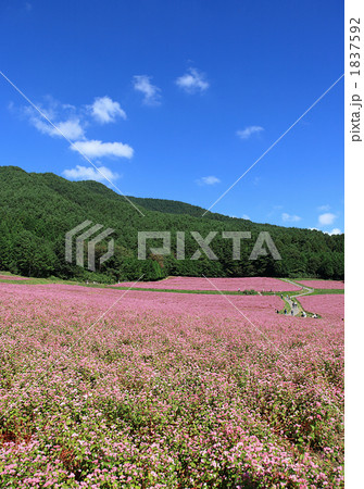 赤そばの里３ 1837592