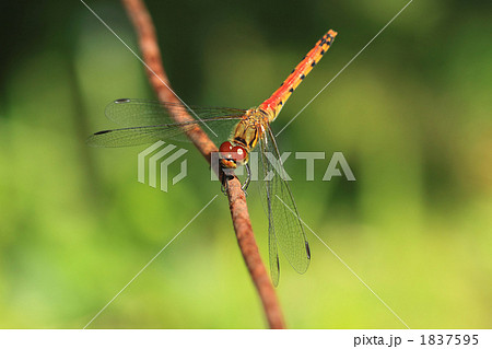 アキアカネ 1837595