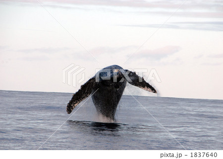 ザトウクジラ 1837640