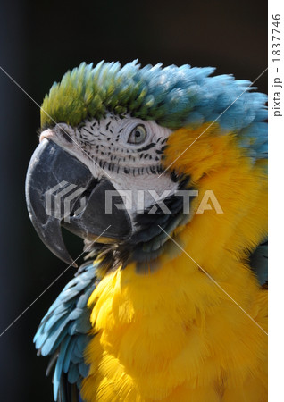 インコ 1837746
