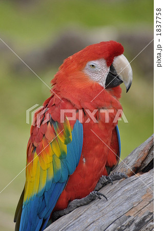 インコ 1837758