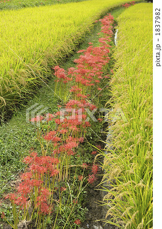 田んぼと彼岸花 1837982