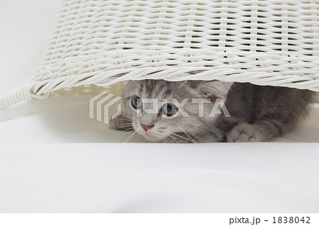 籠の中から様子うかがう子猫 1838042