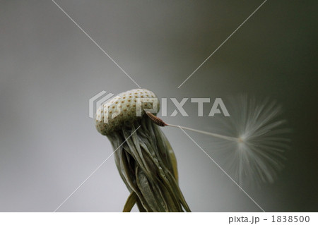 残された綿毛 残された綿毛 1838500