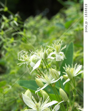 センニンソウの花 1838819