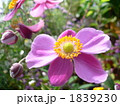 秋明菊 1839230