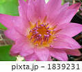 睡蓮 1839231