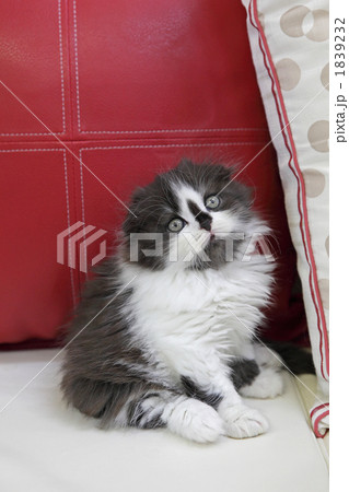 スファーでポーズをする子猫 1839232