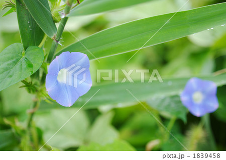 野辺のアサガオ 1839458