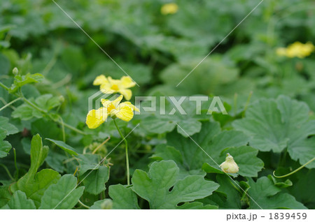 ゴーヤの花 ゴーヤの花 1839459