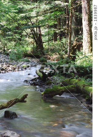 上高地　せせらぎ 1839987