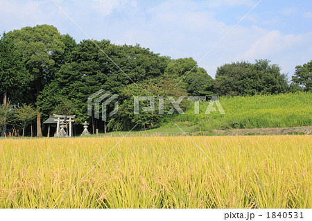 鎮守の森と秋の稲穂 鎮守の森と秋の稲穂 1840531