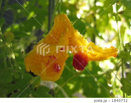 完熟ゴーヤ炸裂! 完熟ゴーヤ炸裂! 1840732