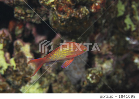 紅海のキンギョハナダイ 1841098